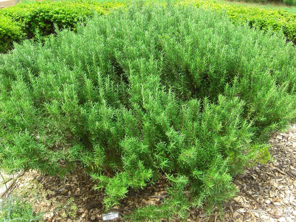 biggest rosemary bush ever Yelp