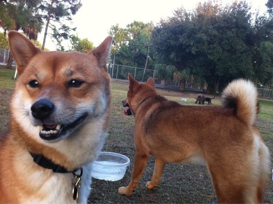 Happy Shiba Inu