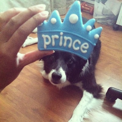 havanese border collie mix border collie australian shepherd mix yelp havanese border collie mix border collie australian shepherd mix yelp