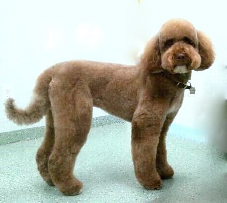 Labradoodle+grooming+photos