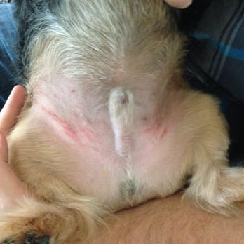 razor burn on dogs ash way pet supply yelp razor burn on dogs ash way pet supply yelp