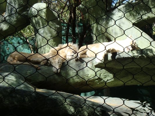 lions asleep