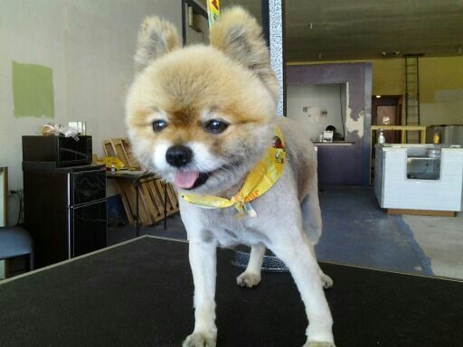 pomeranian teddy cut before and after pomeranian teddy cut before and after pomeranian teddy cut before and after pomeranian teddy cut before and after