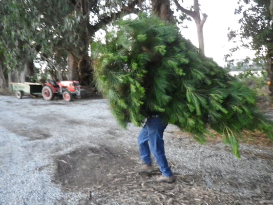 walking christmas tree rancho siempre verde christmas walking christmas tree rancho siempre verde christmas