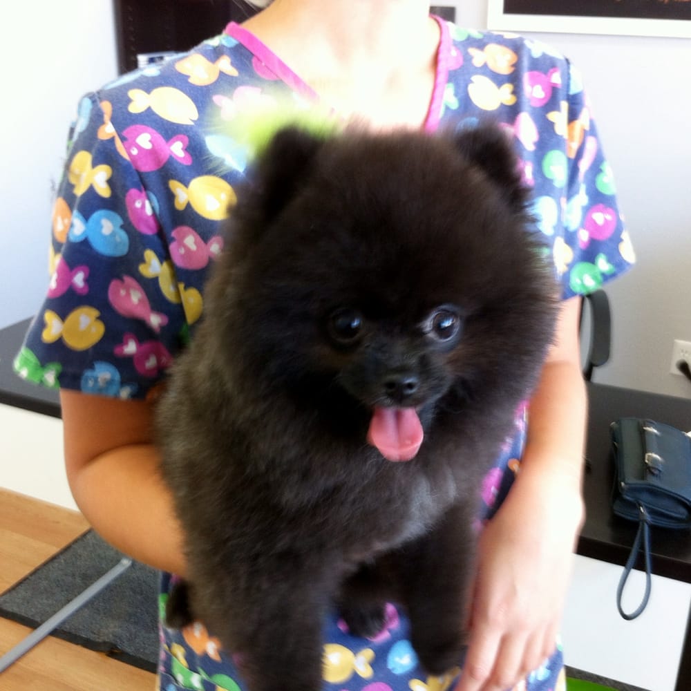 pomeranian before and after 3 types of pomeranian faces hairstyle gallery pomeranian before and after 3 types of pomeranian faces hairstyle gallery