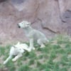 Wolf cub practicing his howl