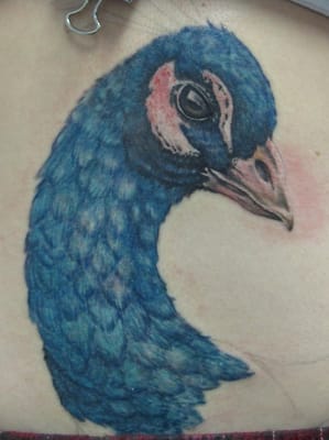 Peacock tattoo Work in Progress by Char Hall