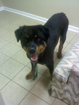 rottweiler yorkie mix rottweiler mix yelp rottweiler yorkie mix rottweiler mix yelp