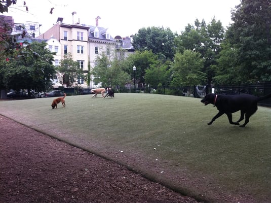 dog park washington dc dog park