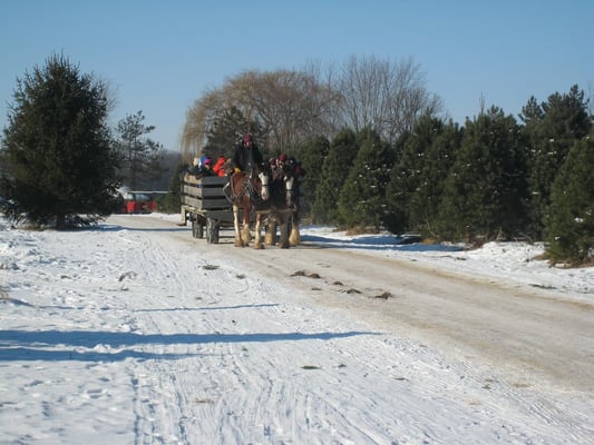 williams tree farm tree services rockton il yelp williams tree farm tree services rockton il yelp