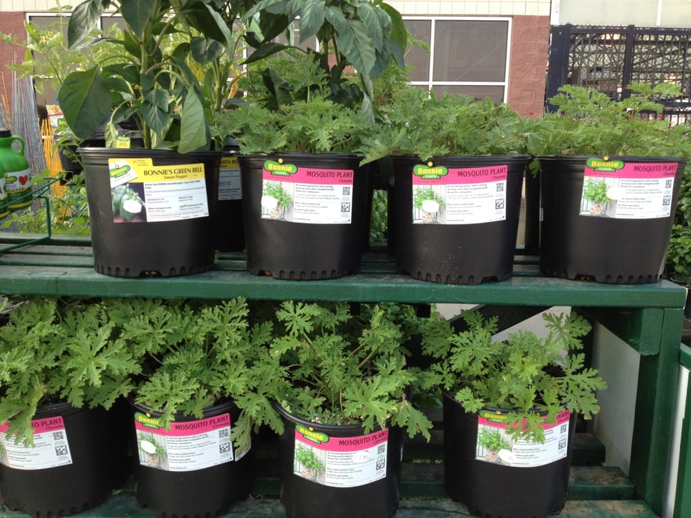 Lowes mosquito repellant plants Yelp
