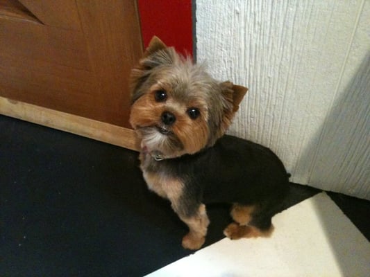 how to trim a yorkie s steps to trimming yorkie hairstyle gallery how to trim a yorkie s steps to trimming yorkie hairstyle gallery