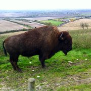 Golden retriever price in gujarat
