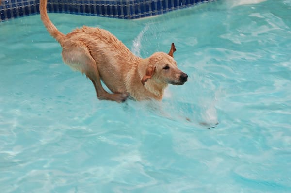 all dogs unleashed all dogs unleashed pet carrollton tx all dogs unleashed all dogs unleashed pet carrollton tx