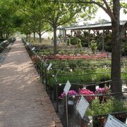 backbone nursery