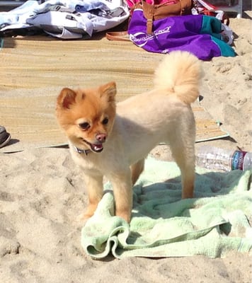 pomeranian boo cut my pomeranian mochi quot fox quot modified quot boo quot cut at the shortly after pomeranian boo cut my pomeranian mochi quot fox quot modified quot boo quot cut at the shortly after