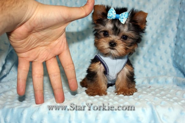 Yorkie